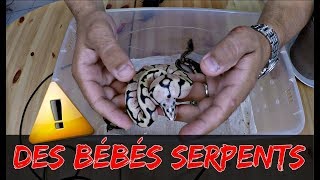 J Ai Incube Des Oeufs De Serpent Eclosion D Oeufs Nouvelle Portee Youtube
