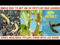 How to get rid of bugs in your garden  bugs in tomato plant  soap spray for plants