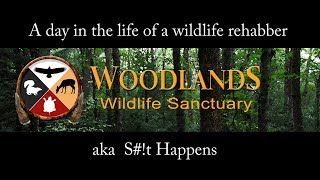 What I did while you were sleeping by Woodlands Wildlife Sanctuary 844 views 6 years ago 4 minutes, 7 seconds