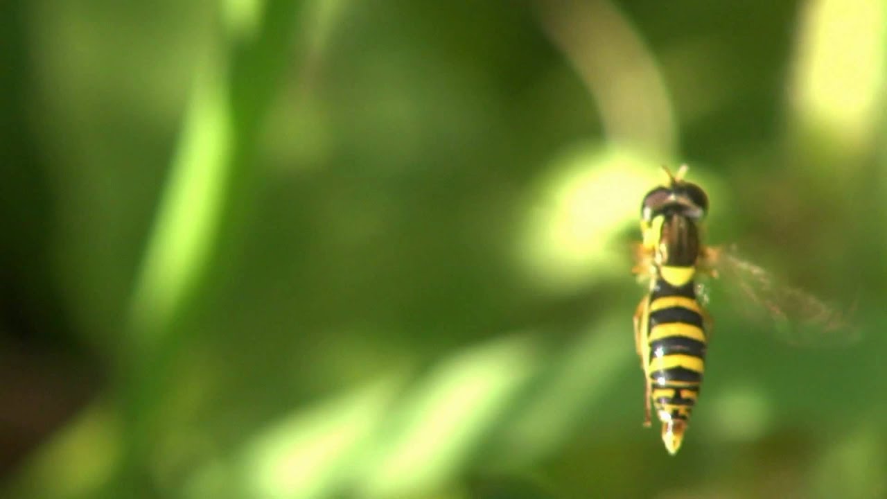 ハナアブの幼虫の特長と見分け方