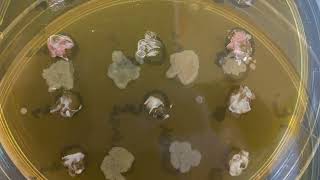 Identifying Yeast Mutations