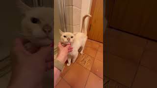 Franklin - Flame Point Siamese - SPCR