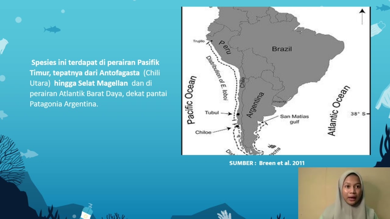 Ensis macha (Shipon pendek) hidup  membuat lubang (meliang) dan membenamkan diri di dalam pasir.