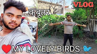 My Lovely Birds Vlog ♥️ सुंदर कबूतर पंछी