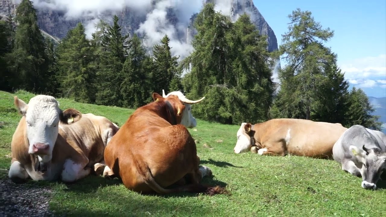 REINHART STUFFER - GUTEN MORGEN AUS DEM PARADIES
