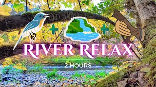 Relaxing Riverside Ambience: Flowing Water, Birdsong, and Grouse Drumming for Calm and Focus