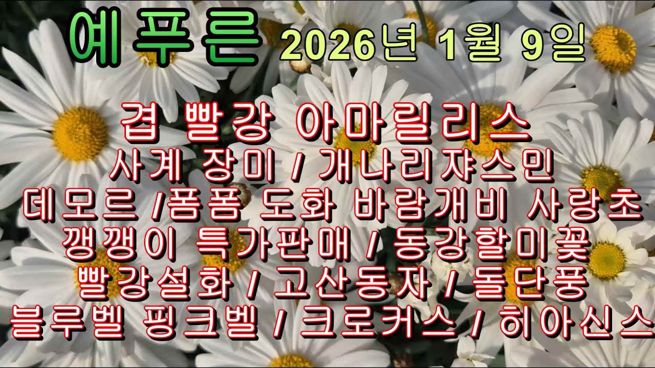 예푸른 26년 1.9)  겹빨강 아마릴리스/데모르/개나리쟈스민/사계장미