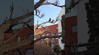 God loved the birds and invented trees...(Jacques Deval) #crow #birds #tree #bird #ворона #птаха