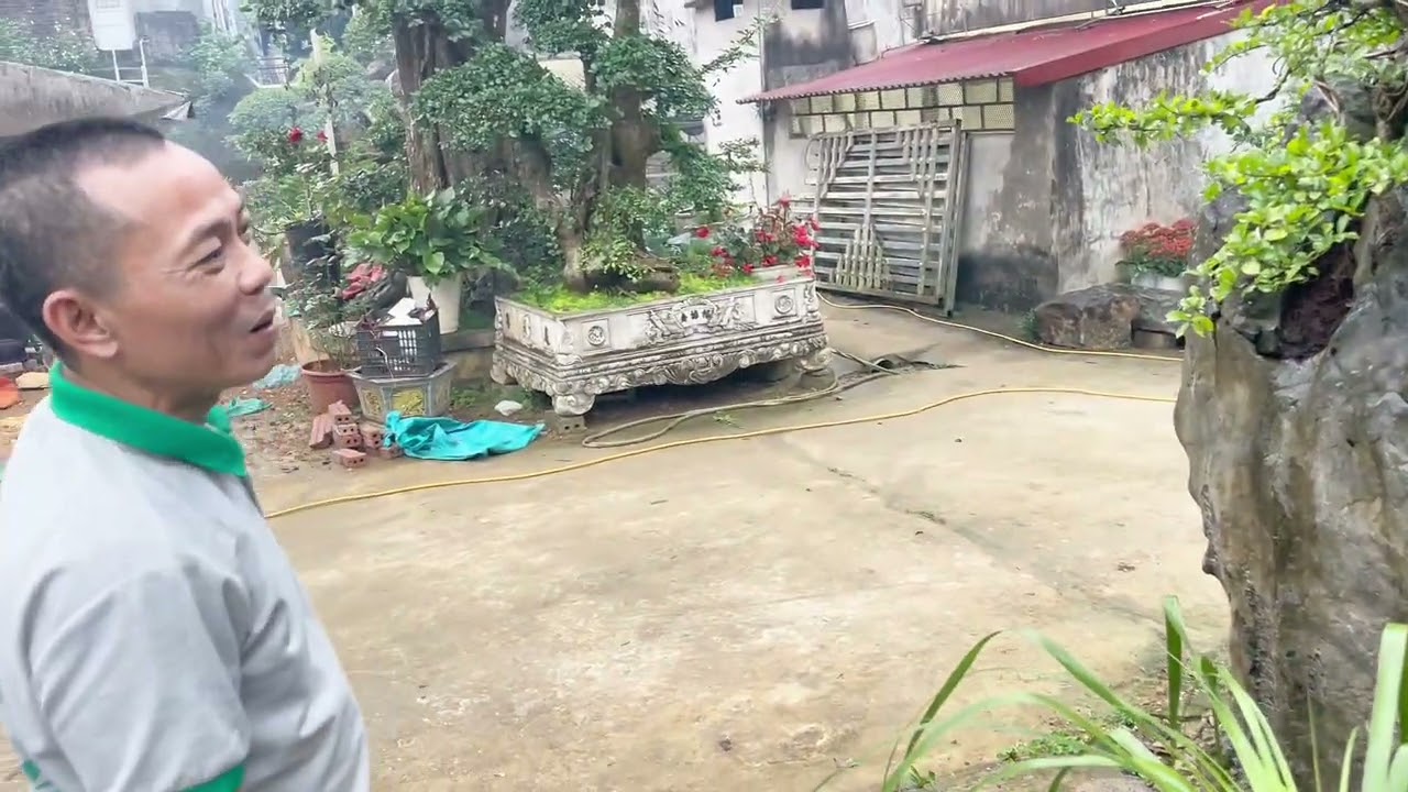 Choáng với cây duối cổ thụ sinh vật cảnh trăm năm tuổi