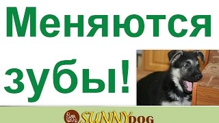 какогда меняются зубы важно При смене зубов как правильно следить и ухаживать за щенком какогда меняются зубы важно При смене зубов как правильно следить и ухаживать за щенком