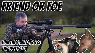 Friend or Foe  The Never Ending Battle with Wild Dogs in Australia