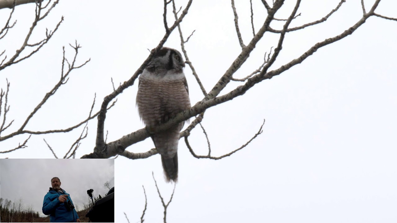 Northern Hawk Owl 20190518 
