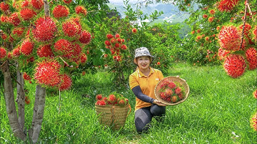 Harvesting rambutan to the Market to Sell! Growing vegetables in the garden | Lucia