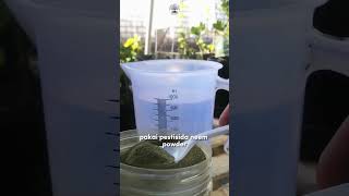 Cara Membunuh Hama Ulat Paling Ampuh dan Aman