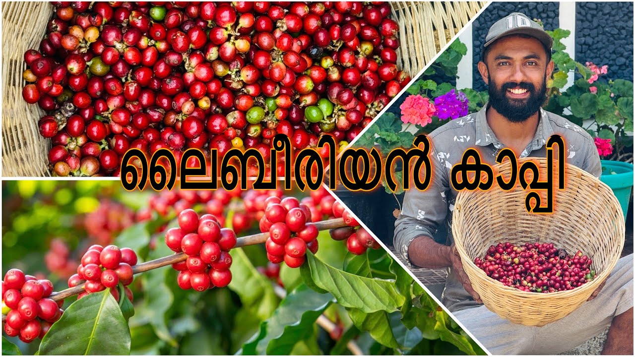 ഈ കാപ്പി കൃഷി ചെയ്യാത്തത് ഇതുകൊണ്ടാണ്.