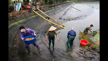 Làng nghề cá chép đỏ Thủy Trầm vào vụ Tết