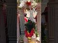 Shivratri Puja at Akkayamma Betta temple/ Nandi Maharaj Darshan #youtubeshorts #shortfeed #shivratri