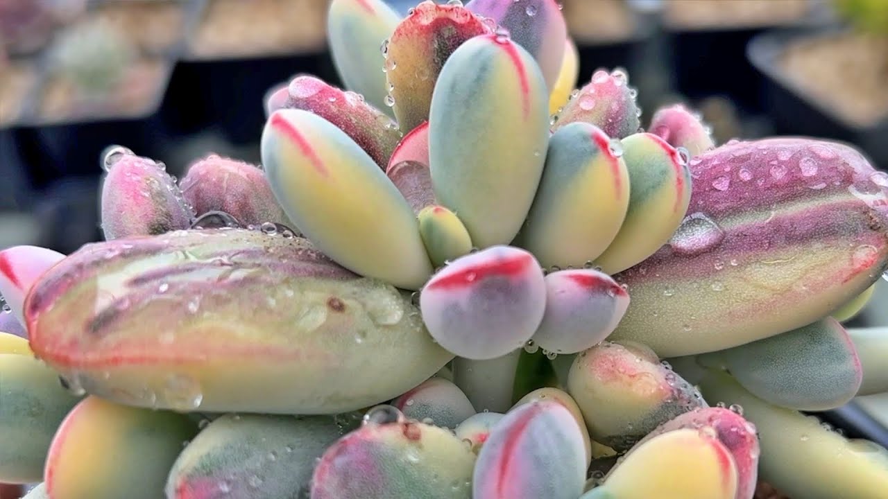 SUB) How to propagate with succulent cuttings - YouTube