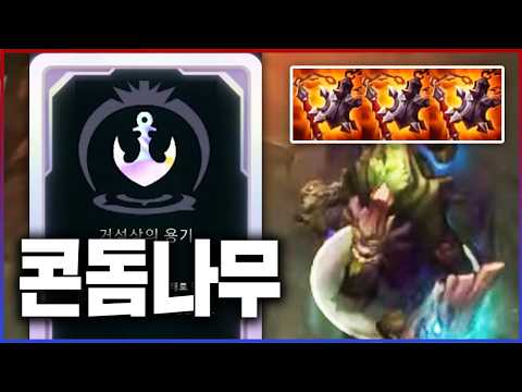 두께 3cm 콘돔나무