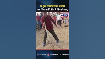 12 फीट लंबा और 45 किलो वजनी दिखा विशाल अजगर वन विभाग की टीम ने किया रेस्क्यू | India News Rajasthan