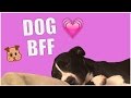 5 Signs Your DOG is Your BFF 5 Signs Your DOG is Your BFF