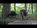 10 hours - Wild Turkeys - Aug 9, 2022