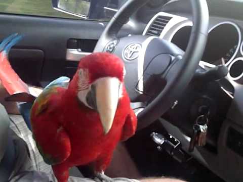 Chatty Macaw in the car