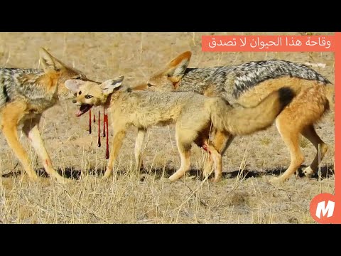 عندما يهجم ابن اوى على الحيوانات في البريه يقطعها الى اشلاء