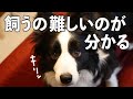 【嫉妬のボーダーコリー】無視してチワワだけを可愛がってみたら予想外の事件が起きた