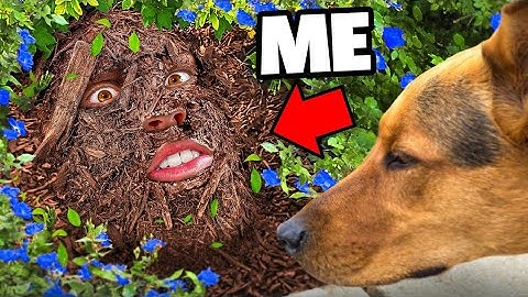 I learned Extreme Camflouage to Escape Police dogs @BrytonMyler Trailer