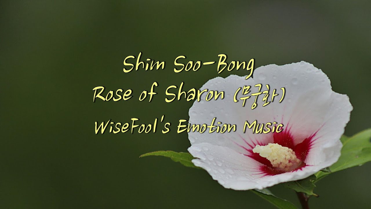 Watch Rose of Sharon (무궁화) - Shim Soo Bong (심수봉) on YouTube Watch Rose of Sharon (무궁화) - Shim Soo Bong (심수봉) on YouTube
