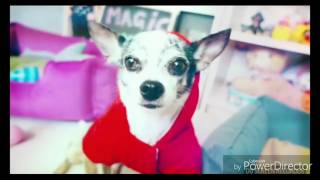 Канал Magic Pets Эйвон поёт песню рэп точнее для Миши юмитой свой первый рэп
