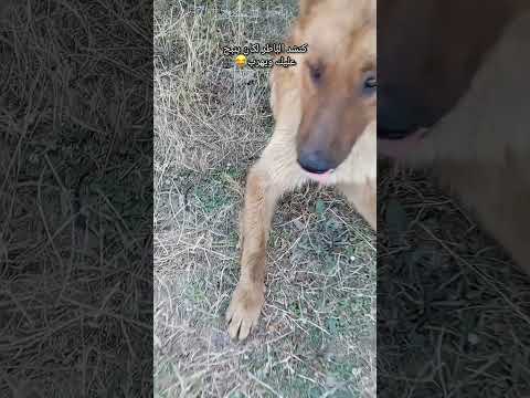 كي تشد الباطري لي كان يلبح عليك ويهرب