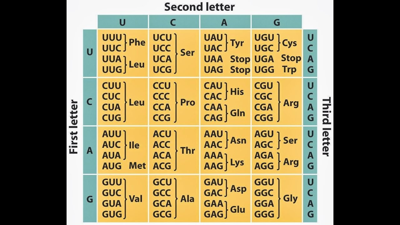 Introduction to Genetic code 1: by JJS Sir for Class 12, NEET, KVPY ...