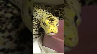 One of the first Cow Retics ever produced.