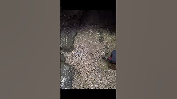 I Thought I Had Found My Third Silver Coin of the Night #metaldetecting #minelab #manticore