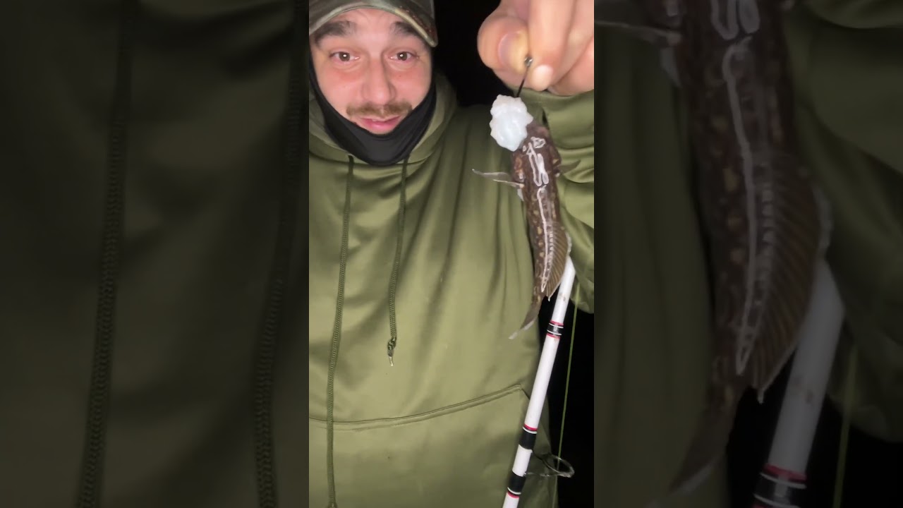 MONSTER of a fish out of the Chicago River North Shore Channel. 