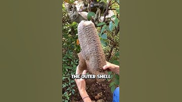 De natuur heeft letterlijk haar eigen spons gemaakt