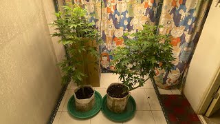 สายพันธ์แบบนี้ที่เลือกปลูก สายอินดิก้า Indica 70-80% Thcเยอะ30%+