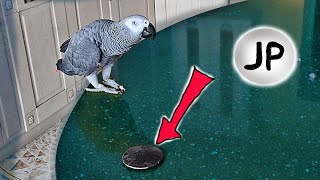 ✅ ПЕТРУНЯ РАЗВЛЕКАЕТ САМА СЕБЯ 🤣   ЖАКО ПЕТРУНЯ 🐦FUNNY PARROT ZHAKO PETRUNYA 🔥 (СУБТИТРЫ) by JACO PETRUNYA 3,138 views 2 years ago 3 minutes, 30 seconds