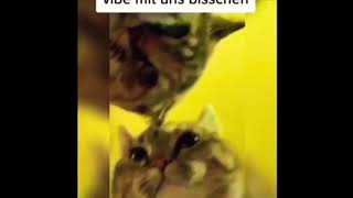 Katzen Remix, Sommerhit 2020/lülülü