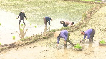 Nông dân xuống giống vụ Xuân sớm hơn lịch thời vụ