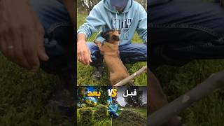 الكلبة 🐕‍🦺 وردة😊😍 حمقاتني 🤣 #عشقالطبيعه #goatfarming #تربية_الدجاج #مالينوا #dogs