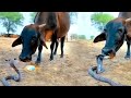 नागिन की नागमणि को जब गाय निगल गयी | Nagin Superhit Serial @laxaminarayan-japtapvratt7537