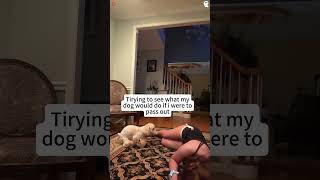 When I pretend to faint, my dog’s reaction 😂🐶💫#animals #fouyou #funny #fyン #pet #us&amp;us#for