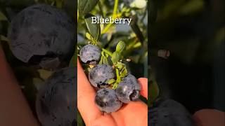 blueberry harvesting🫐🫐🫐 #gardening #garden #growyourownfood #vegetables #veggies #blueberry