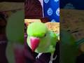 cute baccha 🦜🦜 #nonstoptalkingparrot #talkingparot