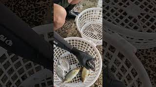 So many little cut  Amberjack, and wild fishes, Nice catching, 梗枋漁港 龜山定置漁場, #freshseafood 0 MP4 16 0