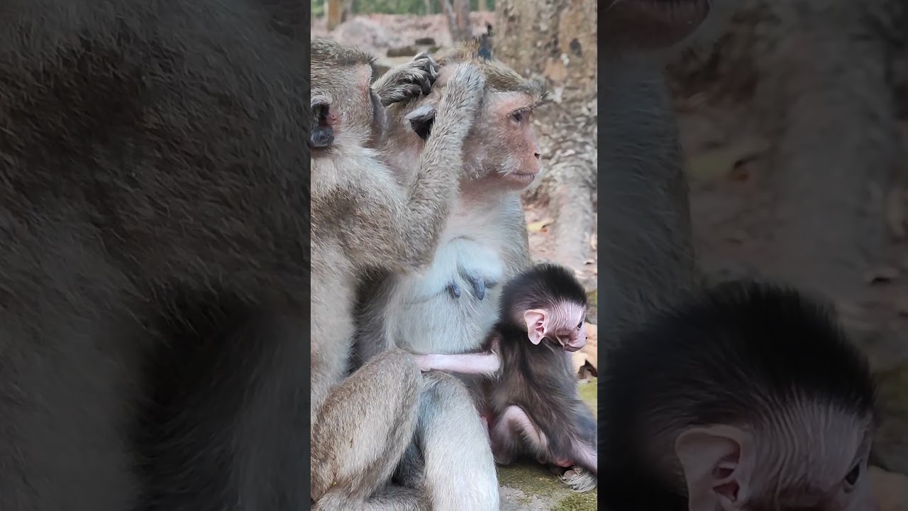 very nice baby monkey gate Milk delicious EW2 