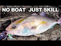 Massive Amberjack Caught From Shore
